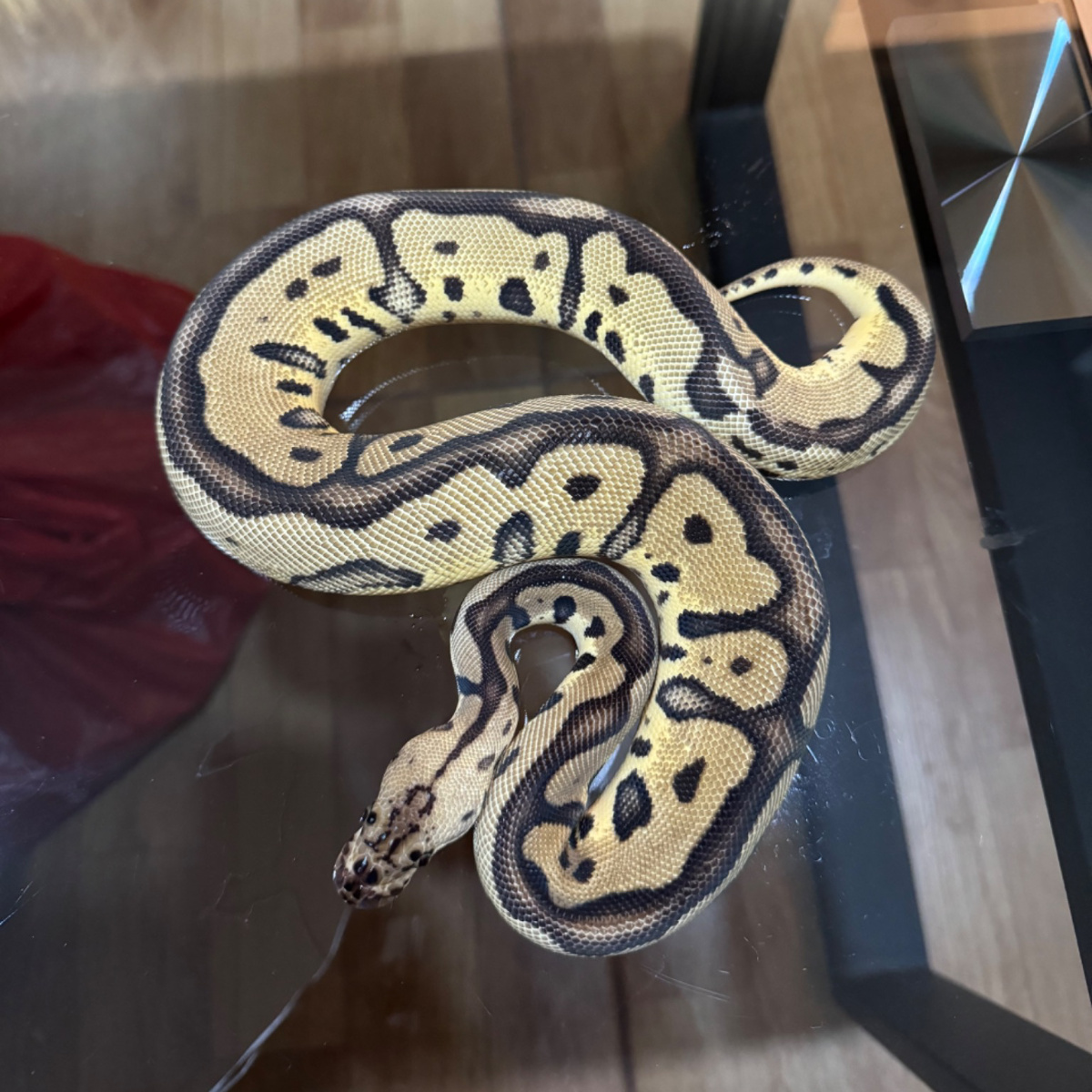 Female pastel leopard clown possible yellow belly