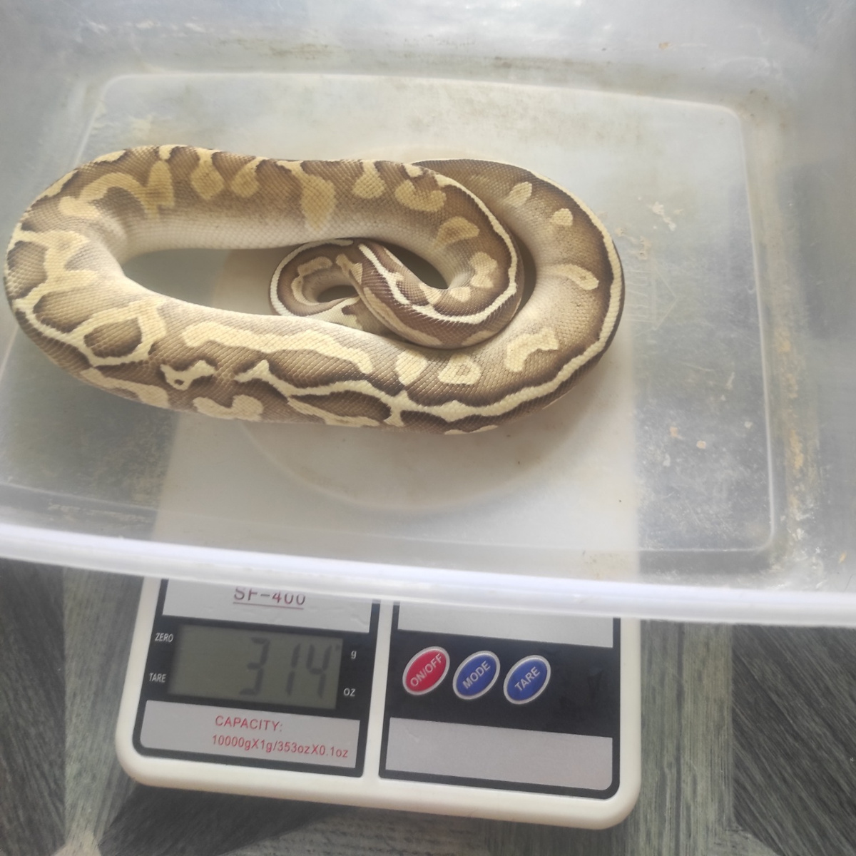Pair Banana Enchi Fire Paradoks (M)  Butter Ghi Leopard Pastel (F)