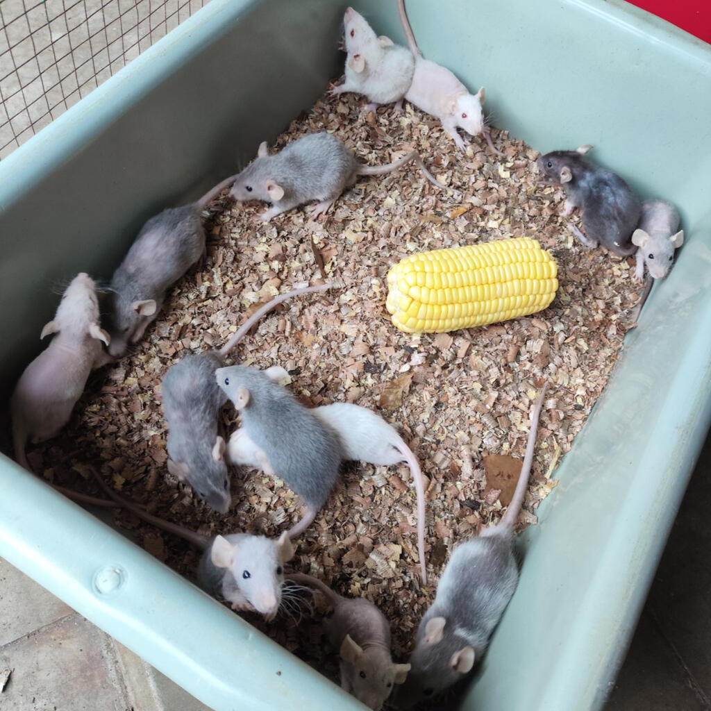 Dumbo Variant Rats Fancy rat dumbo hairless rex sphynx | Lapak Jual Beli Hewan Resmi Indonesia