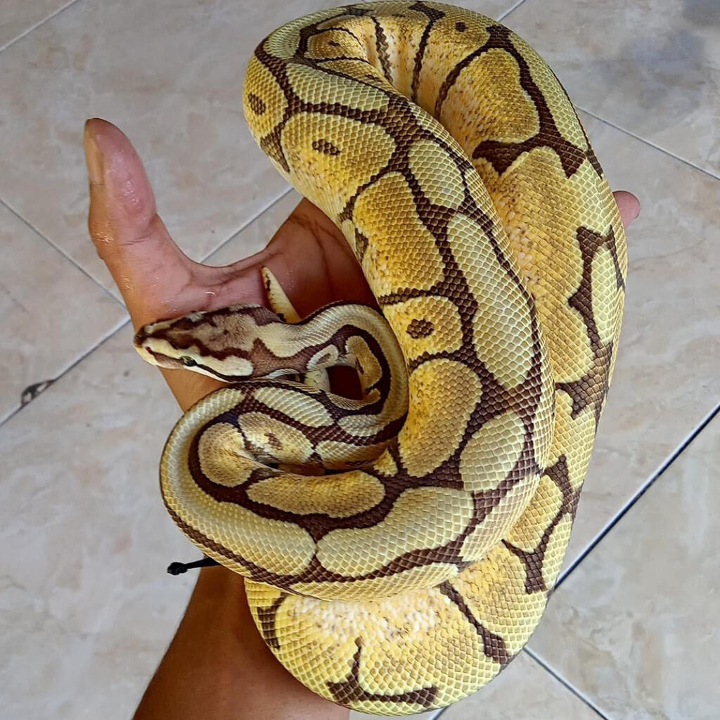 Ball python | Lapak Jual Beli Hewan Resmi Indonesia