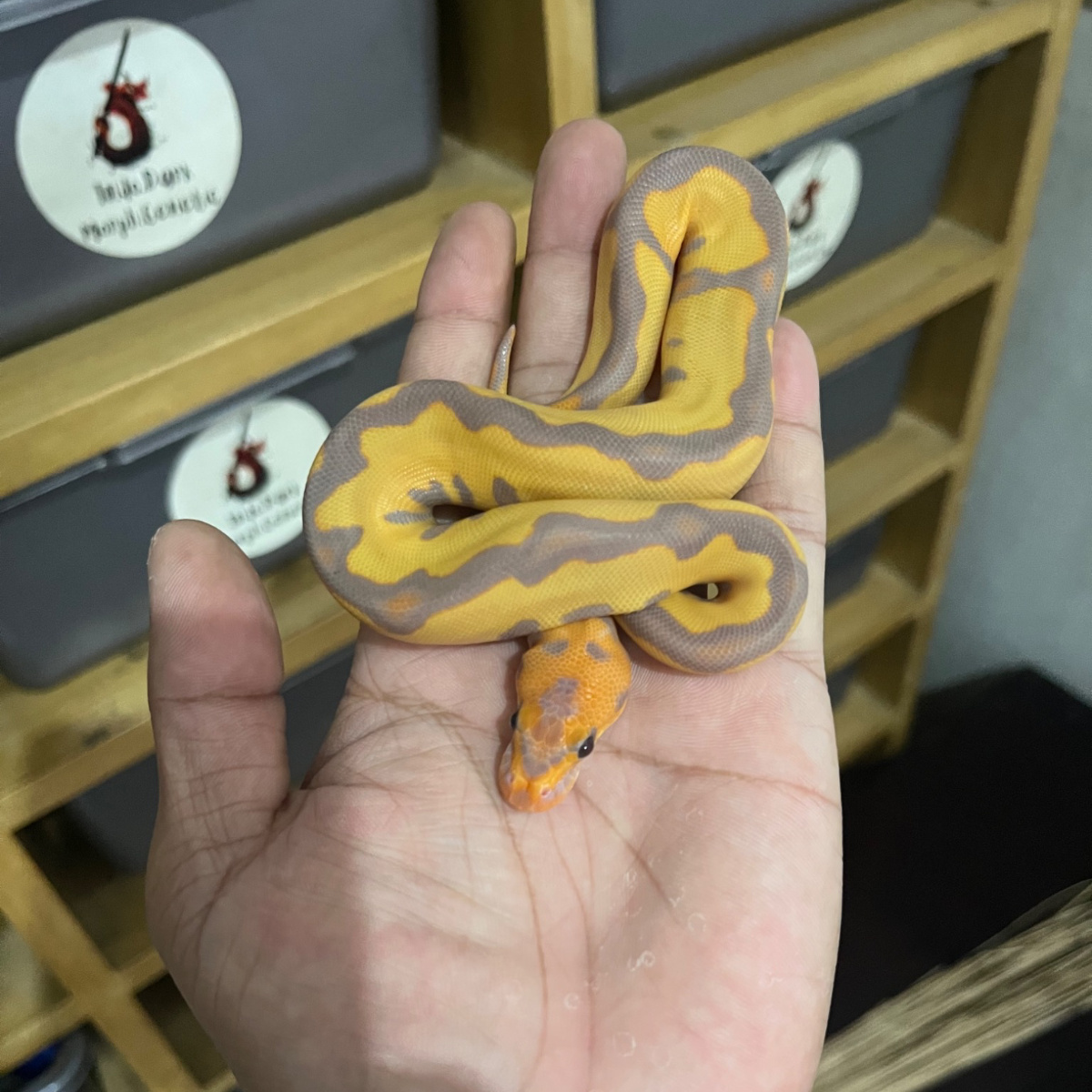 Ball Python Indonesia Ball Python Banana Leopard Clown | Lapak Jual Beli Hewan Resmi Indonesia
