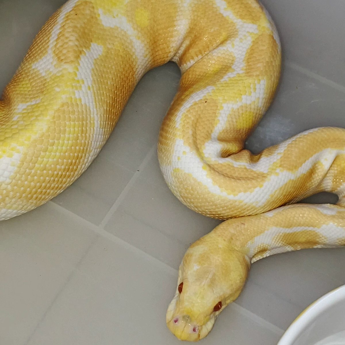 Ball Python Indonesia BALL PYTHON ALBINO HET CLOWN | Lapak Jual Beli Hewan Resmi Indonesia