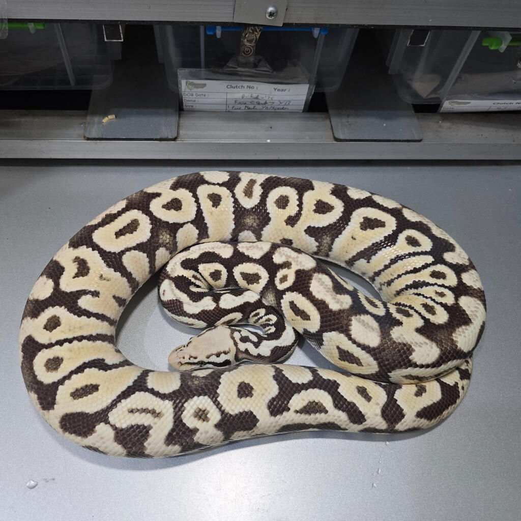 Ghost Proven F. Pastel Spotnose Desert Ghost Female Proven | Lapak Jual Beli Hewan ...