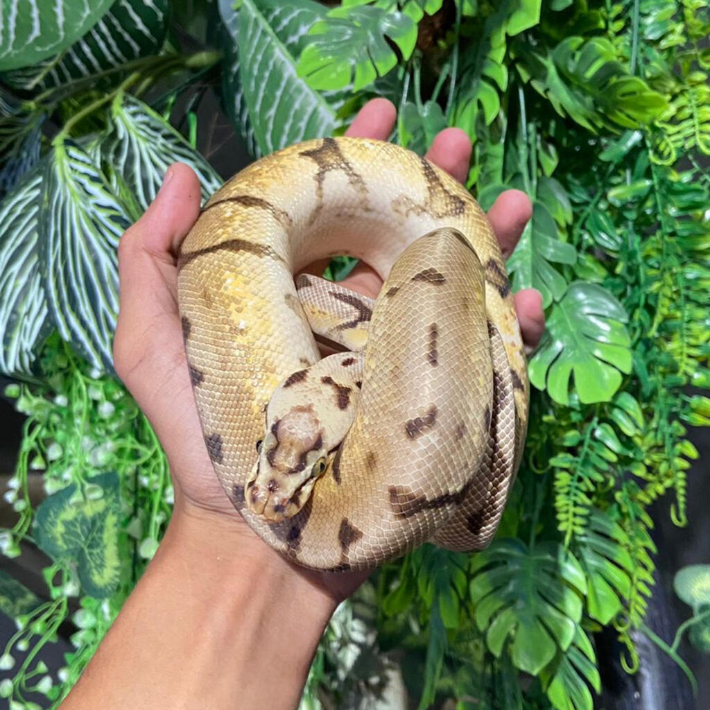Harga Ball Python ball phyton Bumblebee | Lapak Jual Beli Hewan Resmi Indonesia