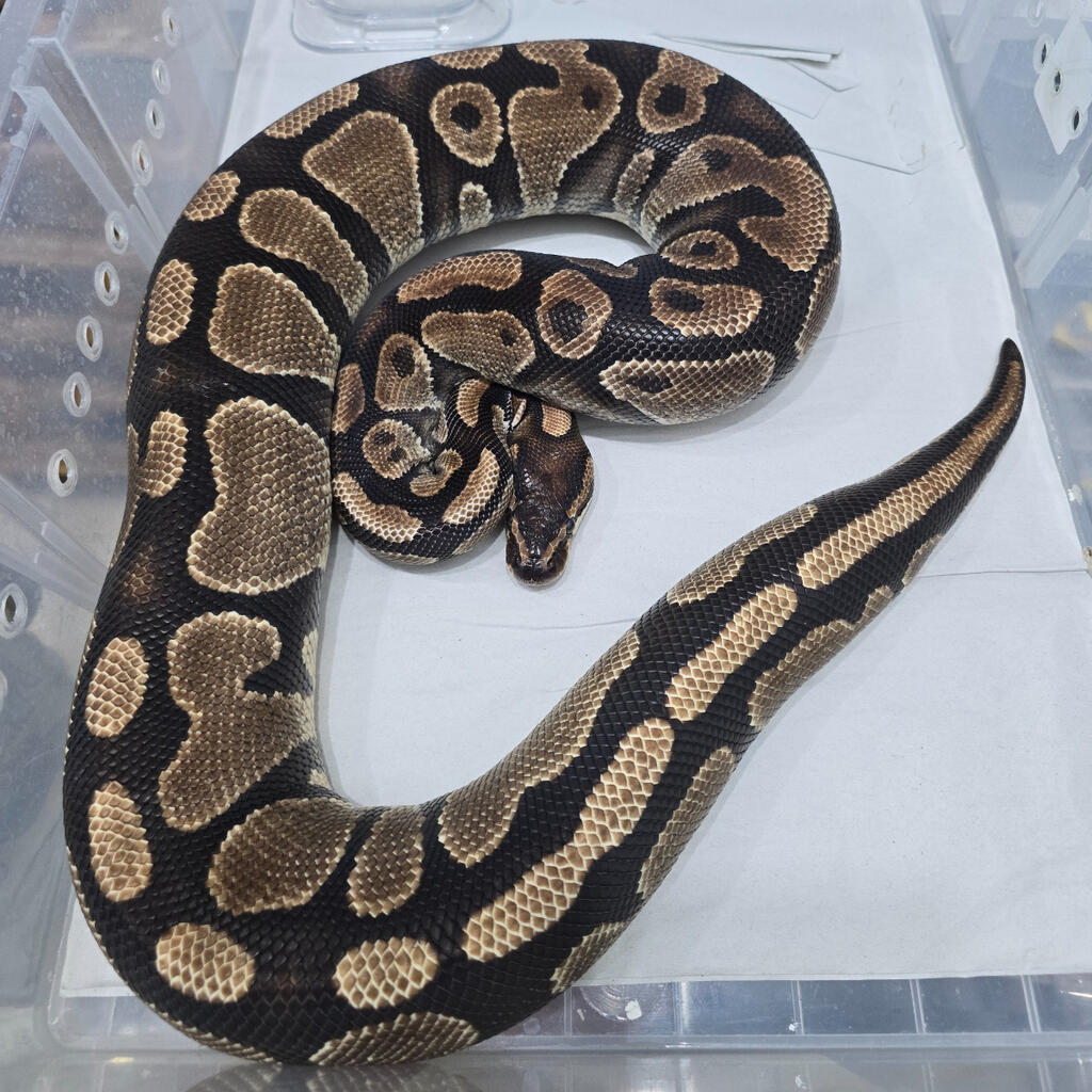 lesser poss yellow belly asphalt female ball python by... Female Asphalt / Yellow Belly Proven Jumbo 1.9kg | Lapak Jual Beli ...
