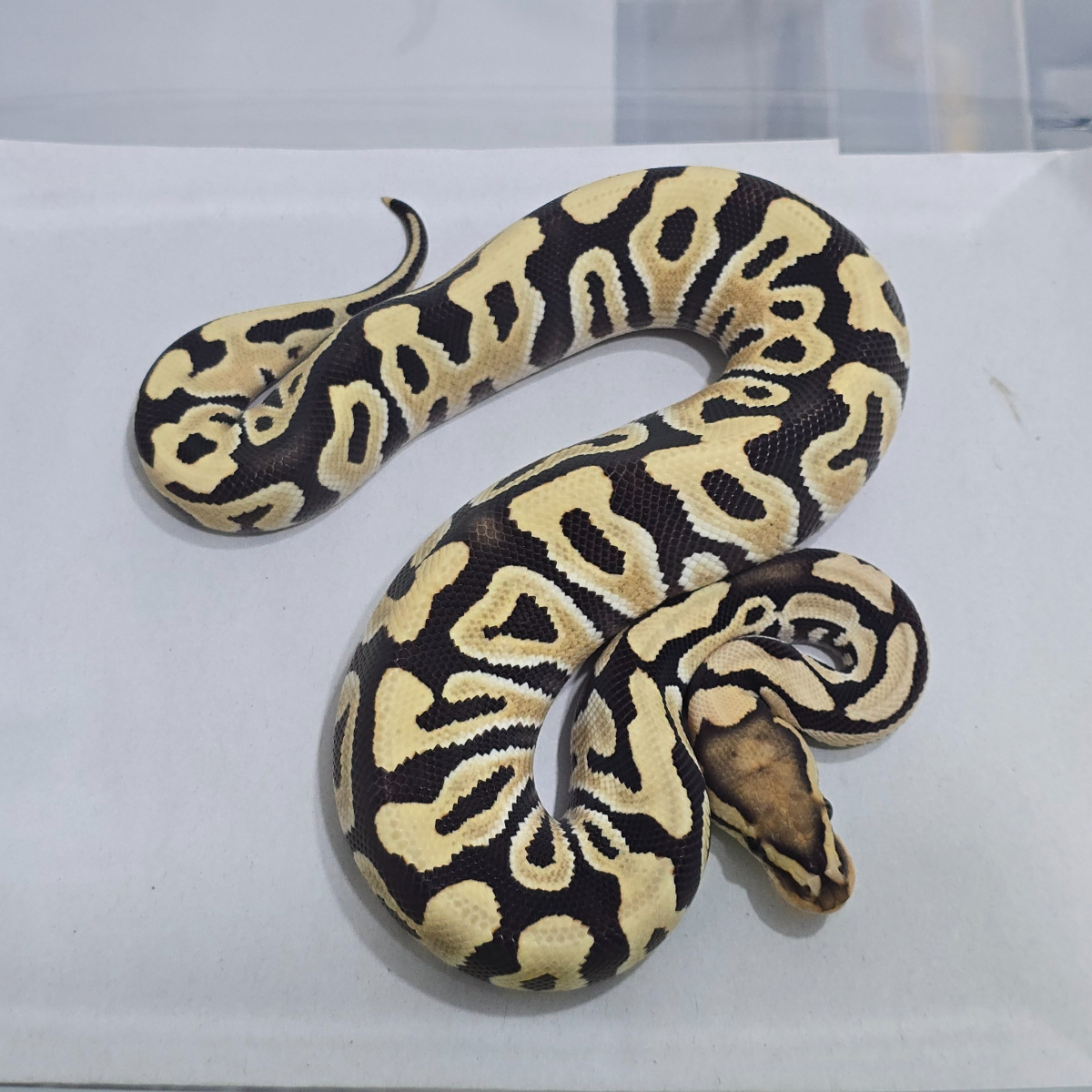 Desert Ghost[DG] Crypton (Super Rare Items) | Lapak Jual Beli Hewan ...