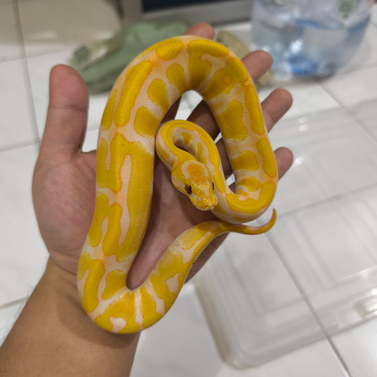 Lavender Ball Python Fish Enchi lavender ball python | Lapak Jual Beli Hewan Resmi Indonesia